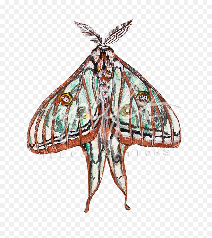 Uplift Illustrations - Alsophila Pometaria Png,Moth Png