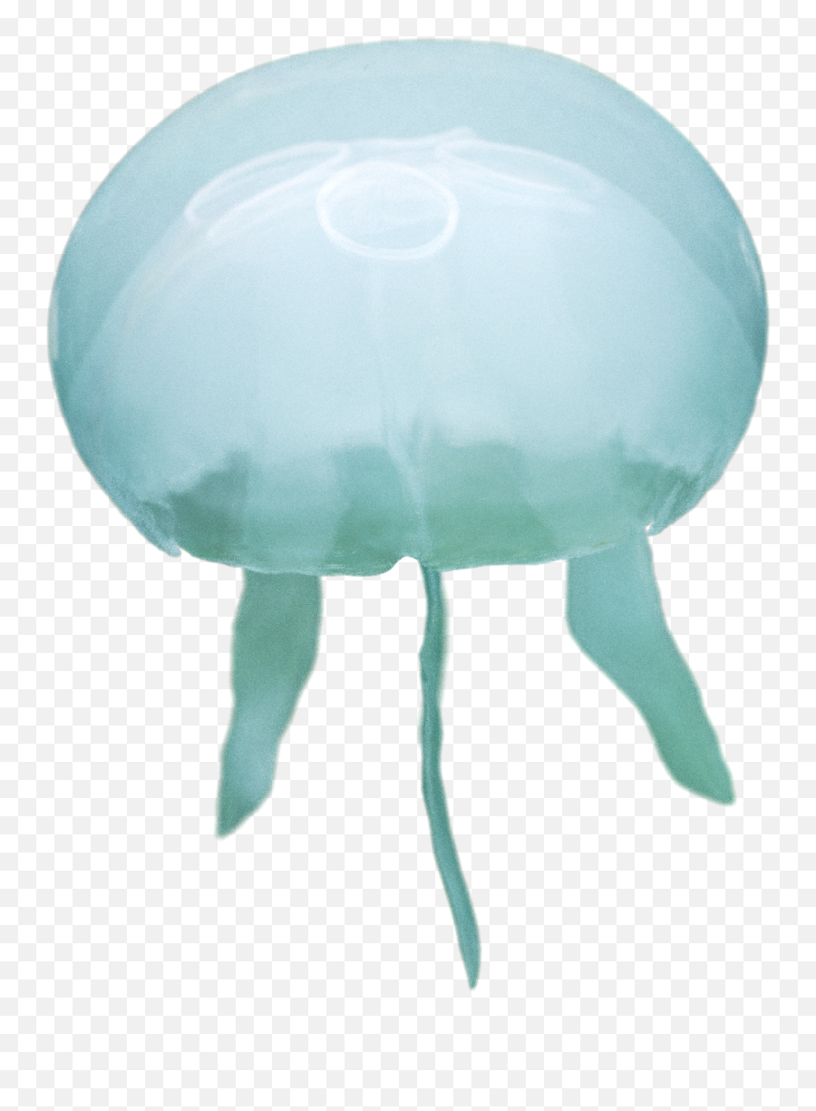 Estonian Museum Of Natural History Png Jellyfish