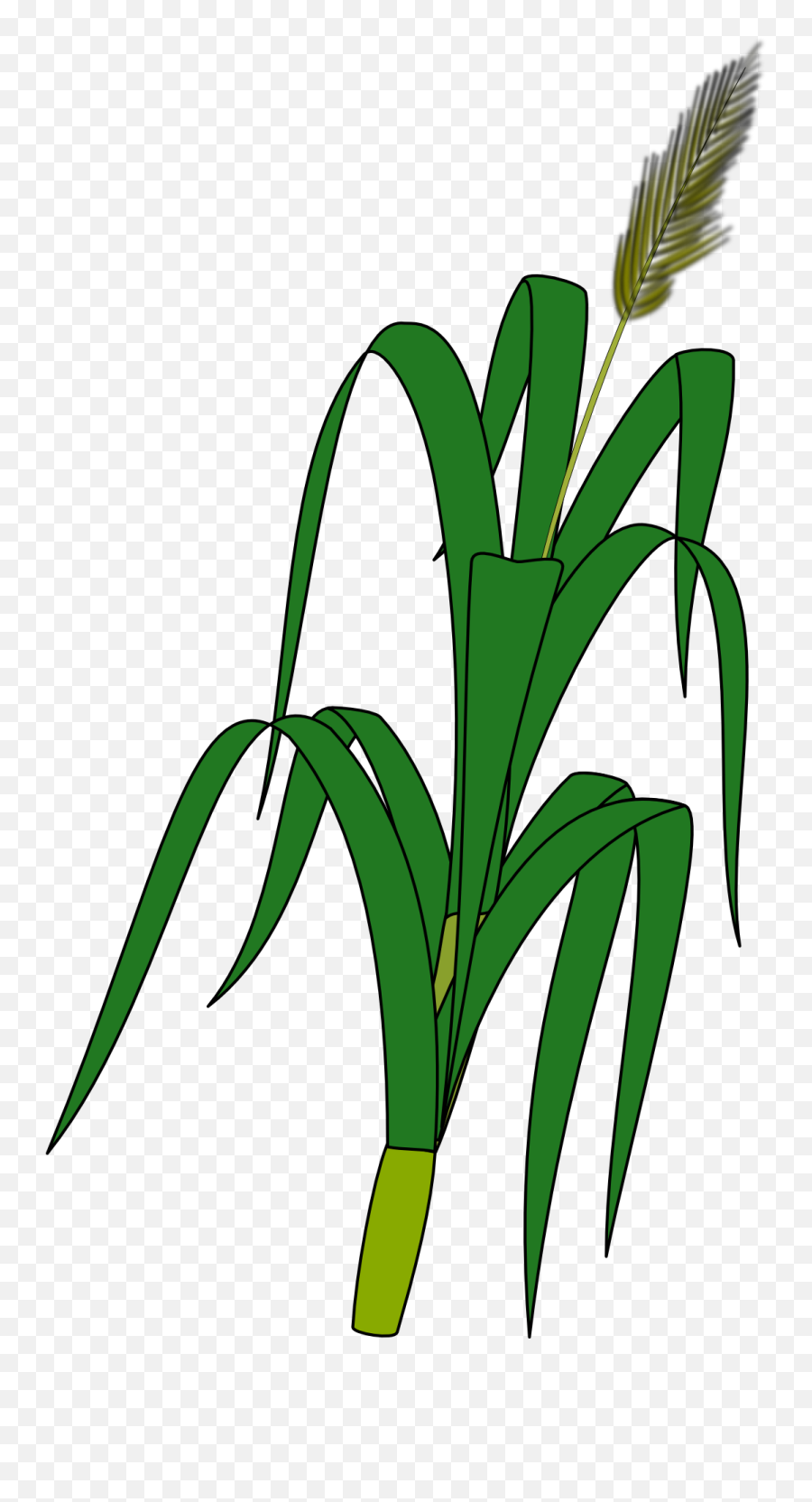 Drawn Corn Stalk Free Image - Draw A Wheat Plant Png,Corn Stalk Png