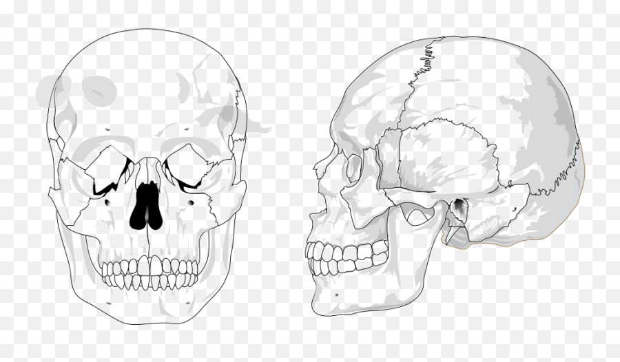 Human Skull No Text Color Svg Clip - Human Skull Diagram Png,Human Skull Png