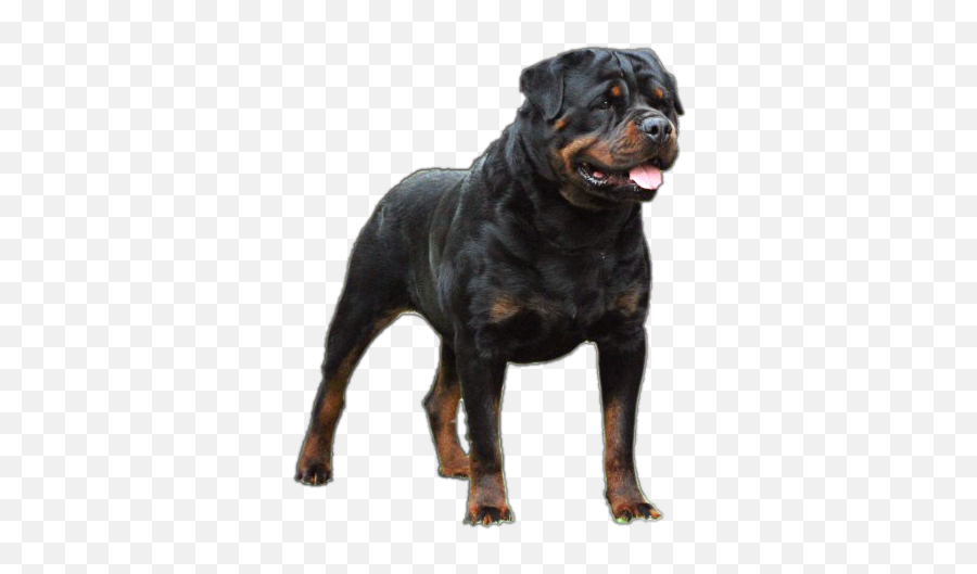 Pantheon Rottweiler Puppies - Dog Breed Png,Rottweiler Png