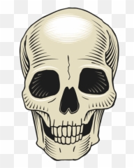 Skeleton Head Png Transparent Images - Skull Png,Skeleton Png Transparent