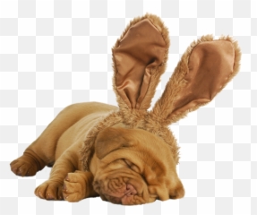 Adopt A Dog In Columbia Petsinc - Happy Easter Bordeaux Png,Dog Ears Png