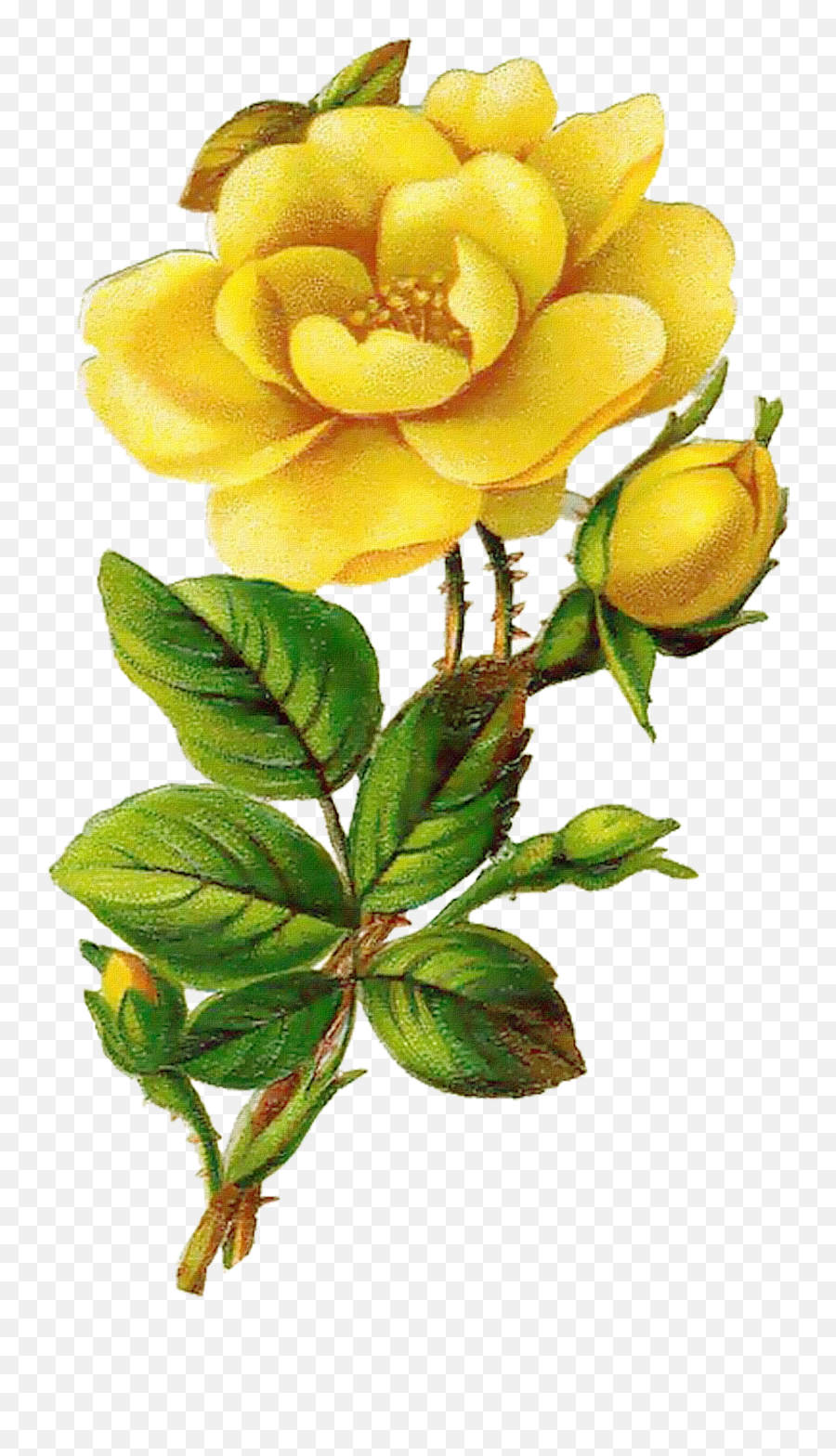 Yellow Flower Png Transparent - Transparent Vintage Yellow Rose,Yellow Rose Png