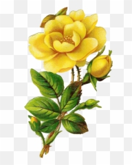 Yellow Flower Png Transparent - Transparent Vintage Yellow Rose,Yellow Rose Png