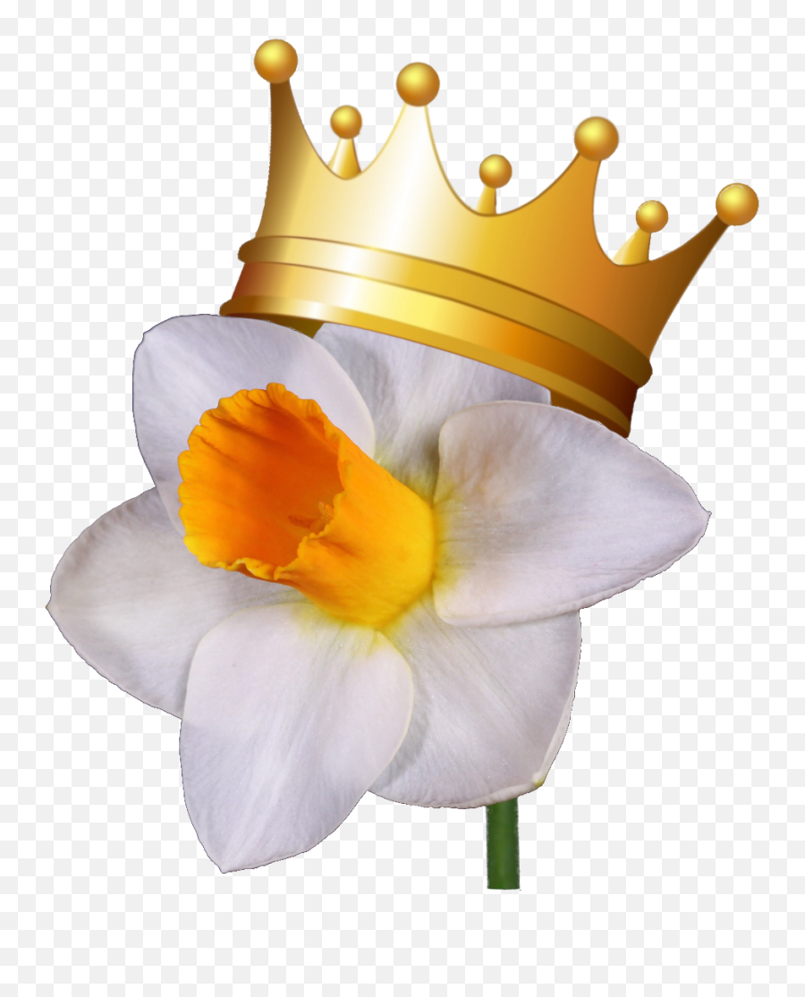 Greater St Louis Daffodil Society Show - Wild Daffodil Png,Daffodil Png