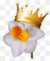 Greater St Louis Daffodil Society Show - Wild Daffodil Png,Daffodil Png