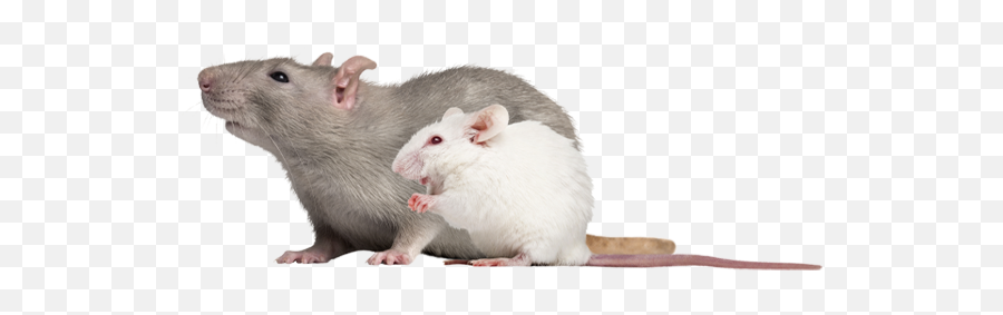 Rodent Control Service In Mcdonough - Schedule A Free Sexy Rat Png,Rodent Png