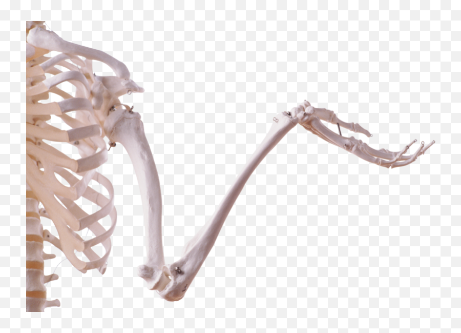 Dinosaur Bones Png - Transparent Skeleton Arm Png,Skeleton Arm Png