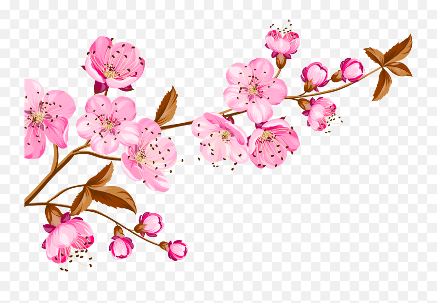 Collection Of Peach Blossom Png Images - Thank You For The Birthday Wishes,Cherry Blossom Flower Png