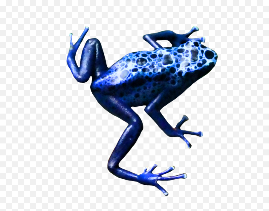 Frog Clip Art - Poison Dart Frog Clipart Png,Transparent Frog