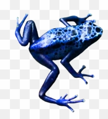 Frog Clip Art - Poison Dart Frog Clipart Png,Transparent Frog