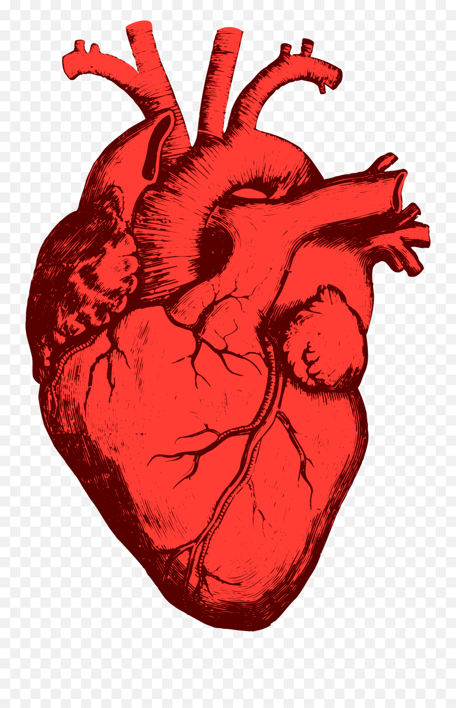 Anatomical Heart Png - Heart Organ Png,Anatomical Heart Png