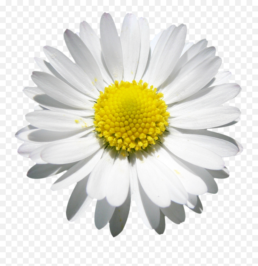 Png Daisy Transparent Clipart - Watercolor Daisies Flower Png,Daisy Png