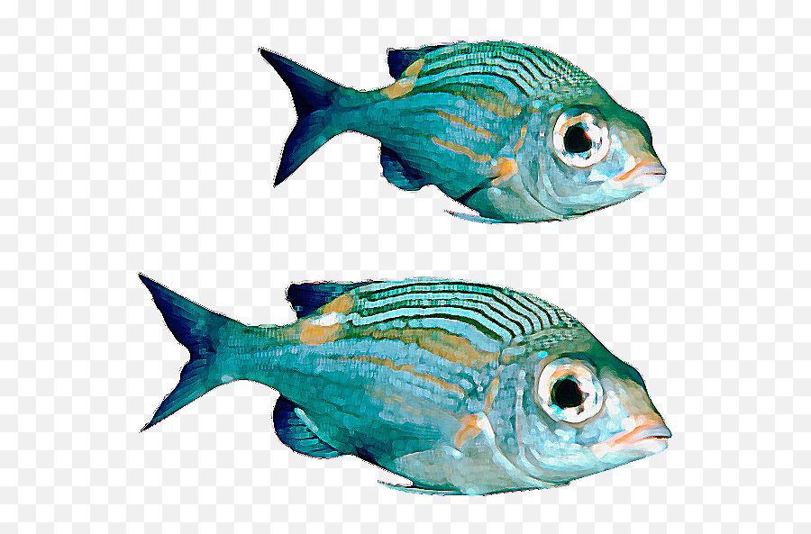 Colorful Fish Png Transparent Clipart - Colorful Fish Transparent Background,Ocean Fish Png