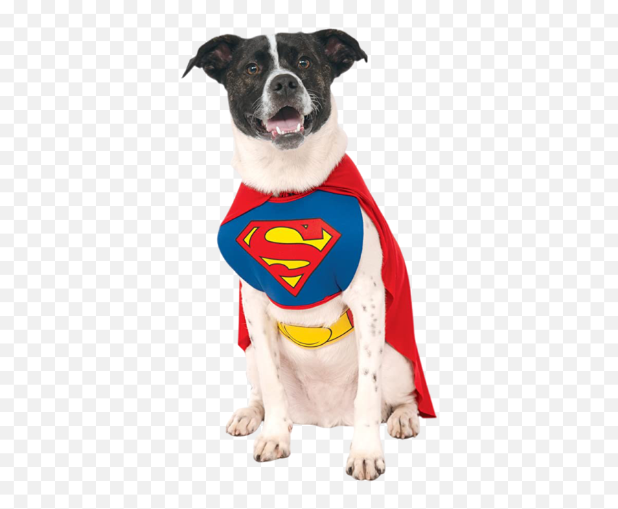 Veterinary Careers In Peoria Az I Desert Medical - Superman Dog Costume Png,Superman Icon Pack