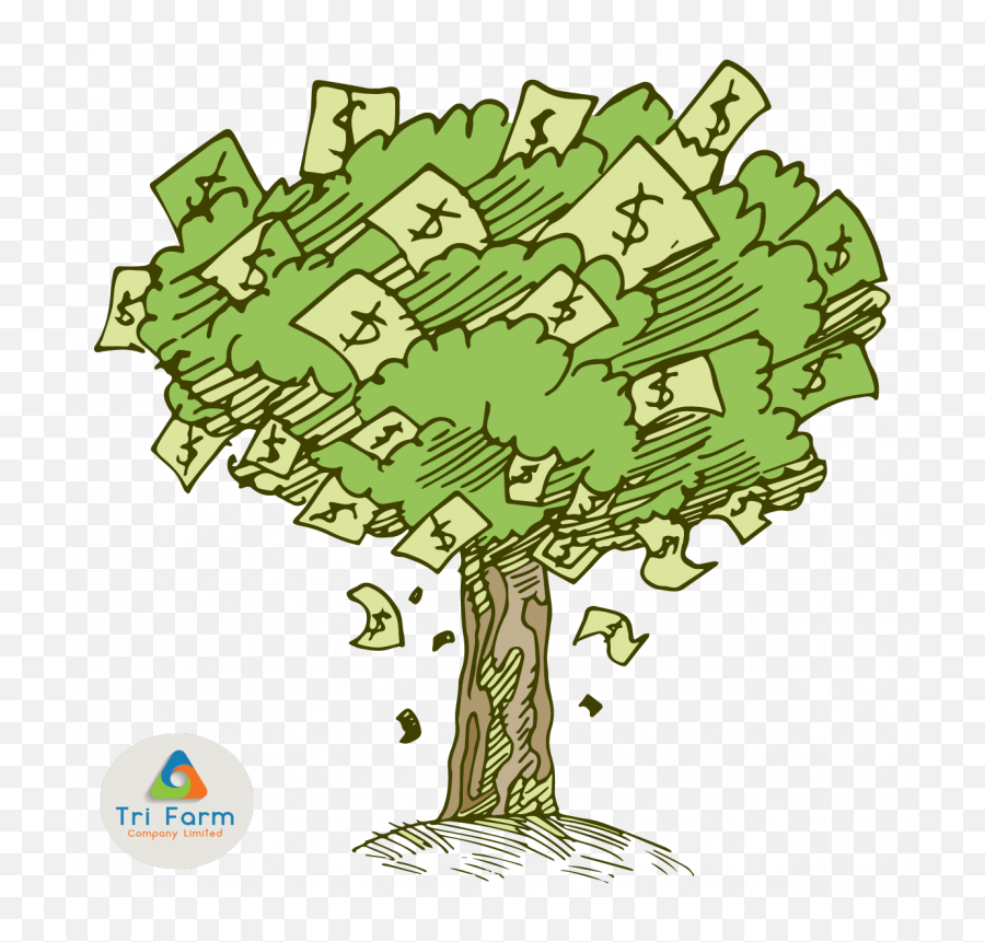 Product - Money Tree Png,Money Transparent