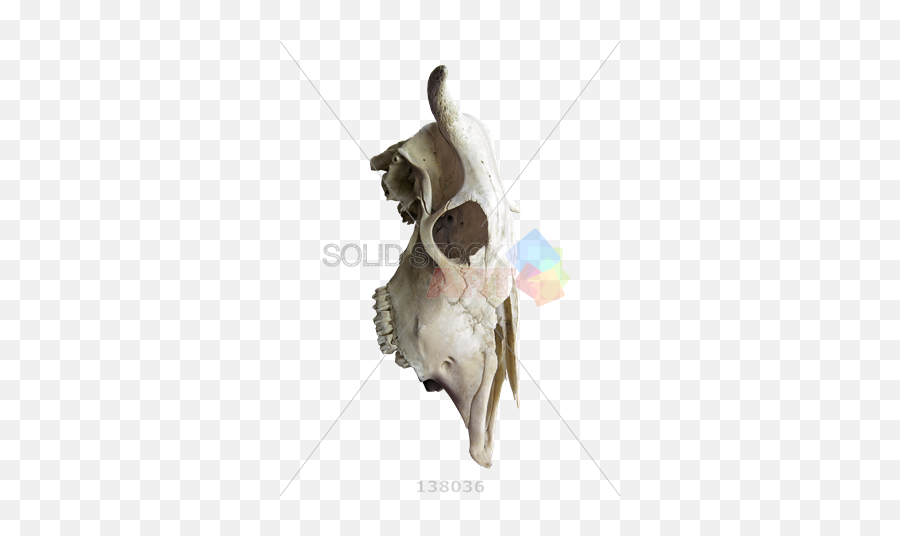 Stock Photo Of Profile The Skull A Cow With Horns - Skull Png,Skull Transparent Background