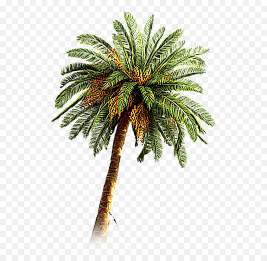Palm Tree Png Image - Date Palm Tree Png,Palm Png