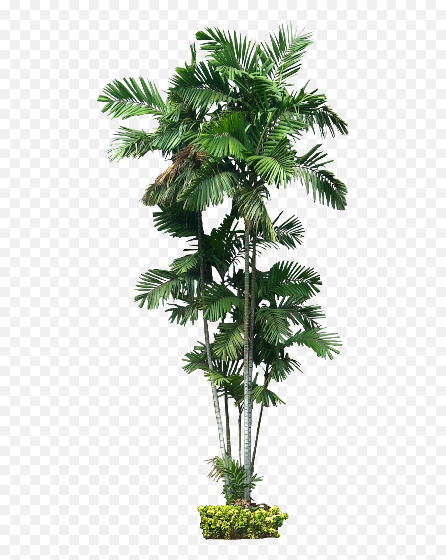 Tropical Plant Pictures - Ptychosperma Macarthurii Png,Tropical Plants Png