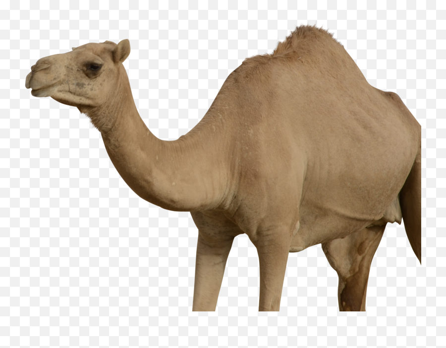 Camel Png In High Resolution - Transparent Camel,Camel Png