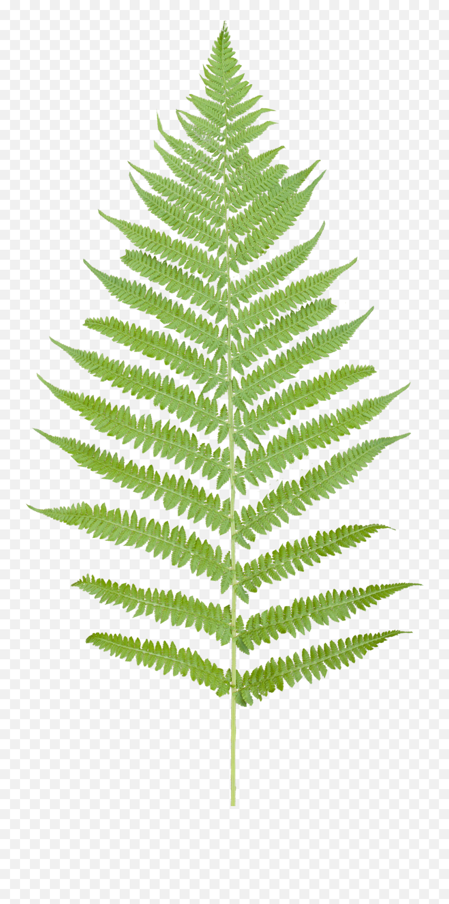 Fern Leaf No Background - Transparent Background Fern Clipart Png,Vegetation Png