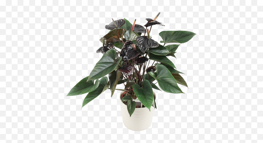 Black Beauty - Anthurium Andreanum Black Love Png,Plant Transparent