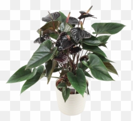 Black Beauty - Anthurium Andreanum Black Love Png,Plant Transparent