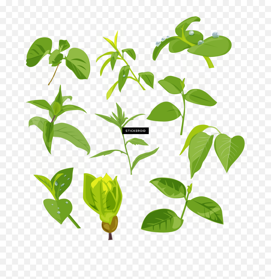 Green Leaf Frame Png Image