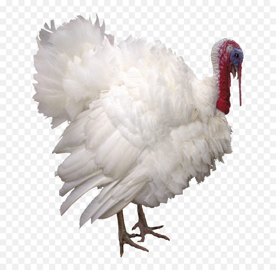 Turkey Png Transparent Background Image For Free Download - Live Turkey Png,Turkey Png