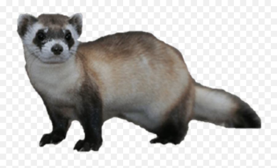 Ferret Png Transparent - Black Footed Ferret Png,Weasel Png