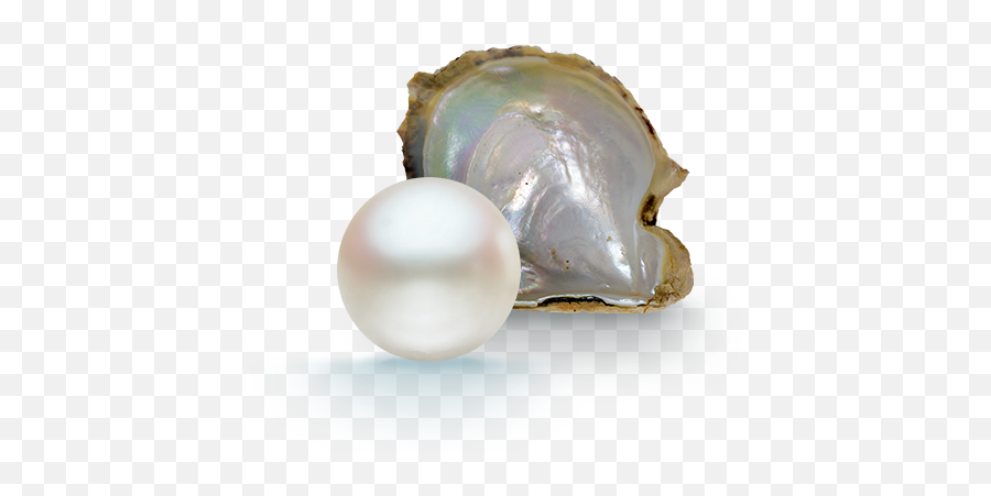 Pearl Png Pearls Transparent Background