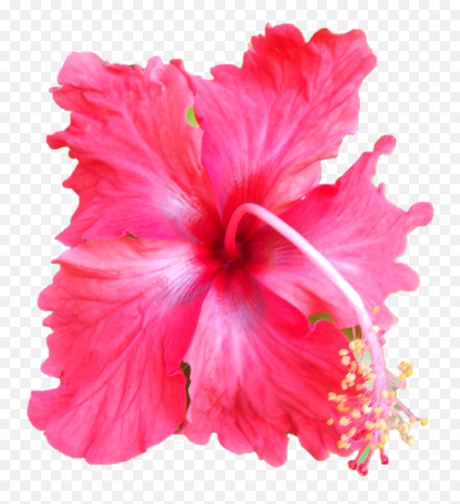 Darshan Of Sri Sarada Devi - Hawaiian Hawaiian Hibiscus Png,Hibiscus Png