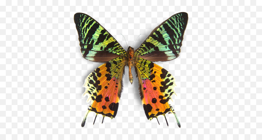 Questacon - The National Science And Technology Centre Chrysiridia Riphearia Png,Moth Png