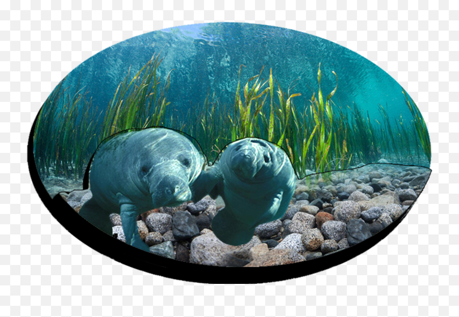 Fd5015 - Manatee Png,Manatee Png