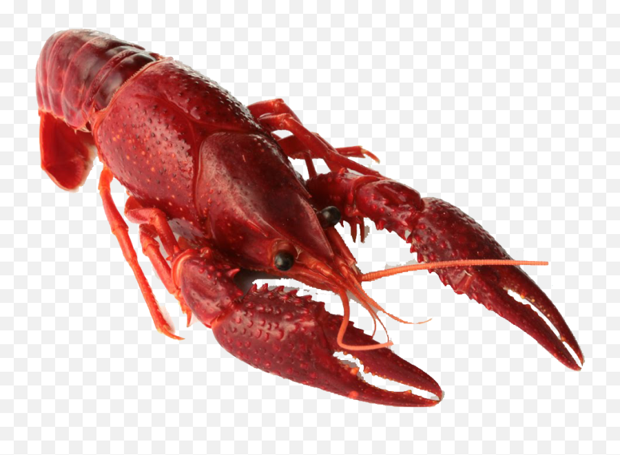 Crawfish Png Transparent