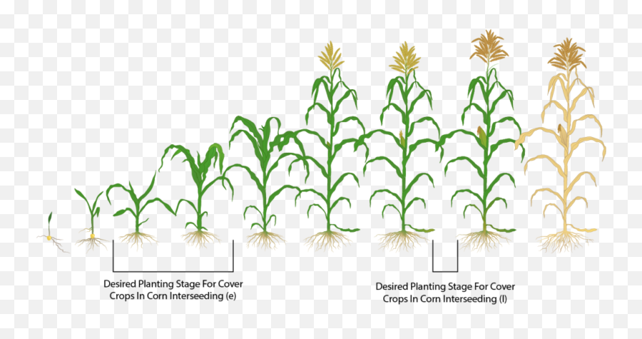 Called - Early Stages Of Corn Growth Png,Corn Plant Png