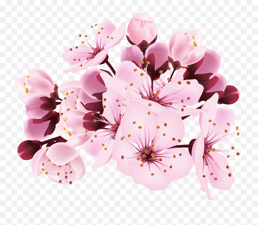 Spring Background Png - Cherry Blossom Flower Png,Spring Background Png