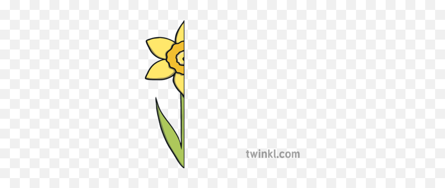 Half A Daffodil Illustration - Twinkl Daffodil Half Png,Daffodil Png