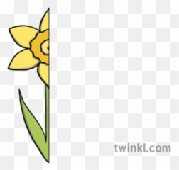 Half A Daffodil Illustration - Twinkl Daffodil Half Png,Daffodil Png
