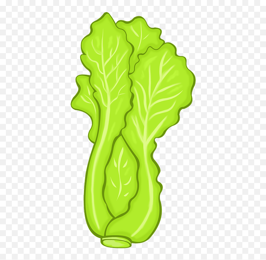 Lettuce Clipart - Lettuce Clipart Png,Lettuce Transparent