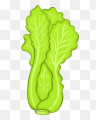 Lettuce Clipart - png