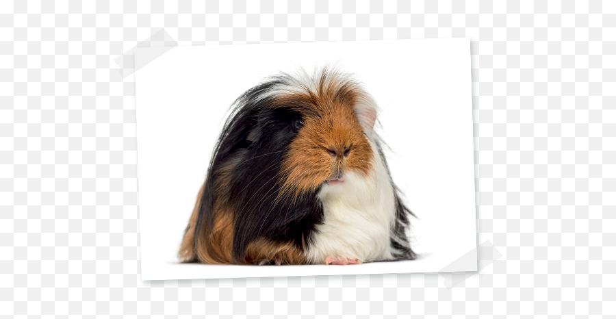 Guinea Pig Angora - Guinea Pig Lying Down Png,Guinea Pig Png