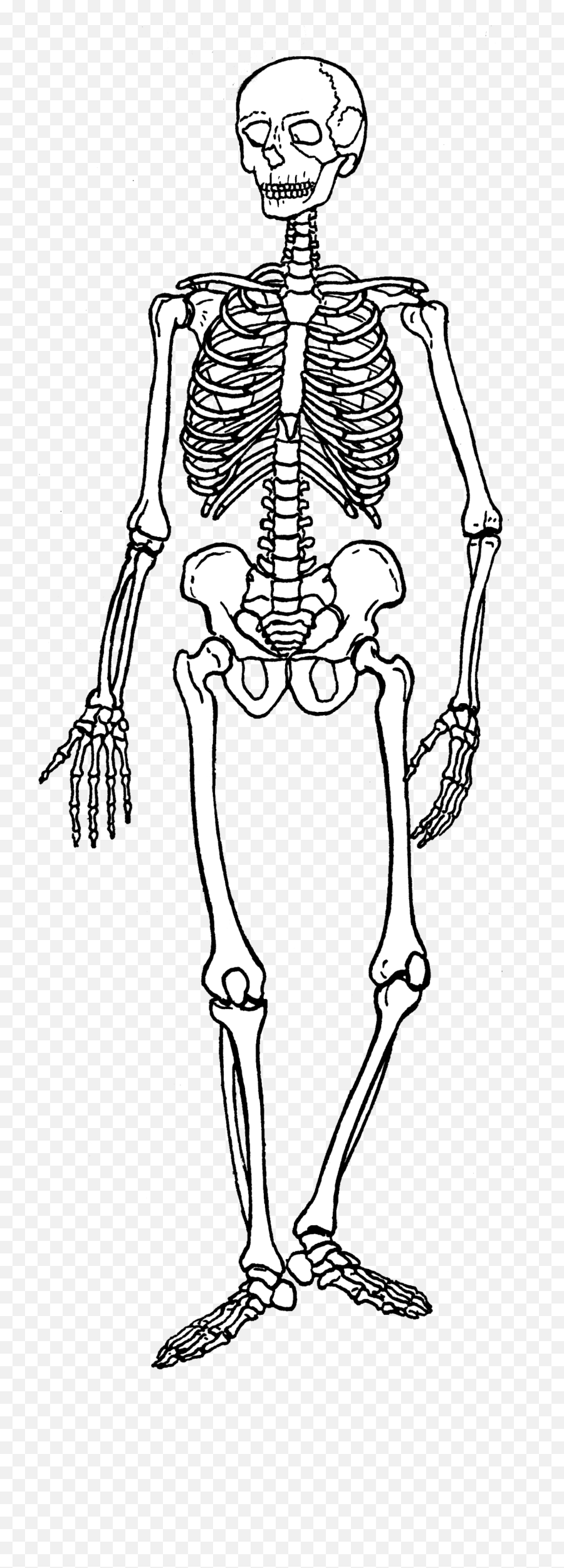 Skeleton Human - Dot Png,Skeleton Arm Png