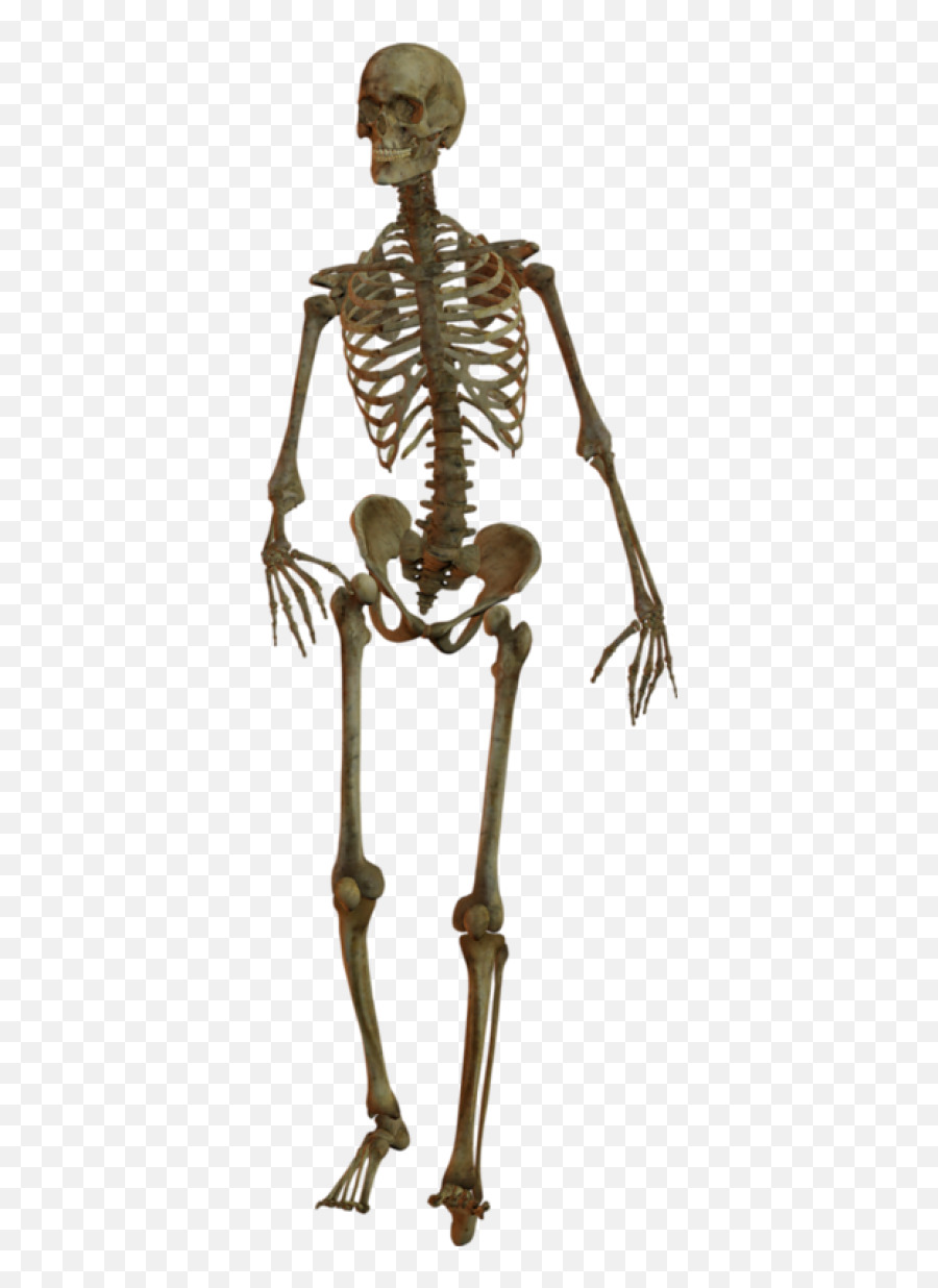 Skeleton Png - Skeleton Png Download Png Image With,Skeleton Transparent Background