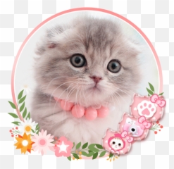 Cute Cat Live Launcher Theme 3d Wallpapers - Apps on Google Play Kucing Kartun Pink png