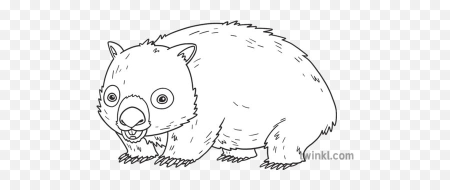 Claw Animal Mammifere Marsupials Australian - Dot Png,Wombat Icon