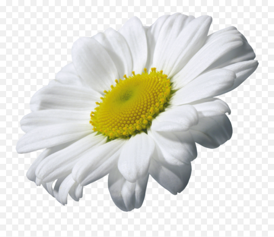 Daisy Clipart Transparent Background 13 Png
