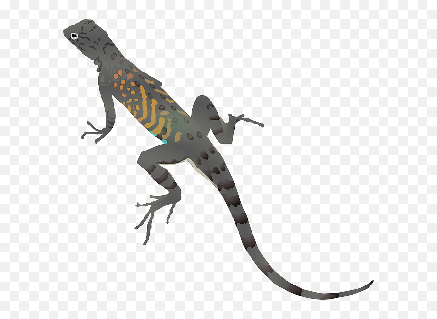 Gecko Iguana Lizard Reptile - Lizard Clipart Png,Iguana Png