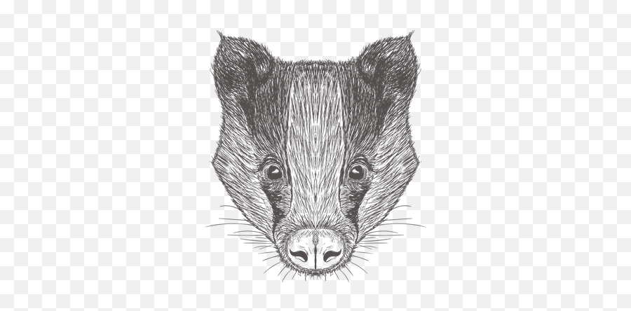 Badger Illustration - Tasmanian Devil Png,Badger Png